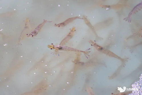 武漢臨空港經(jīng)濟技術(shù)開發(fā)區(qū)探索海水養(yǎng)殖技術(shù)研發(fā)，助力社會民生發(fā)展