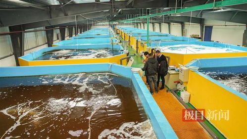 武漢內(nèi)陸研發(fā)海水養(yǎng)殖技術(shù)，2毫米對蝦苗兩月游上市民餐桌